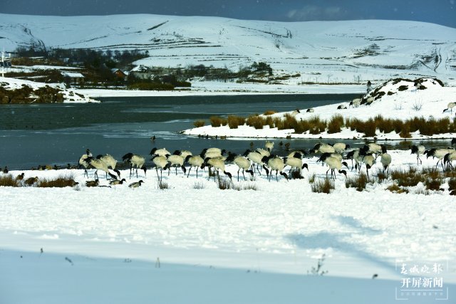 昭通大山包黑颈鹤（开屏新闻记者 申时勋 通讯员 郑远见 吴太平 摄）