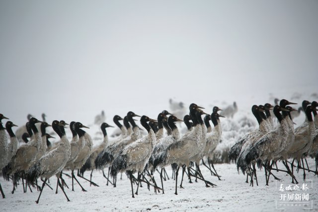 昭通大山包黑颈鹤（开屏新闻记者 申时勋 通讯员 郑远见 吴太平 摄）