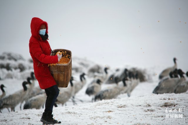 昭通大山包黑颈鹤（开屏新闻记者 申时勋 通讯员 郑远见 吴太平 摄）