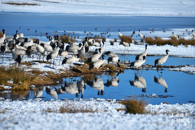 昭通大山包黑颈鹤（开屏新闻记者 申时勋 通讯员 郑远见 吴太平 摄）
