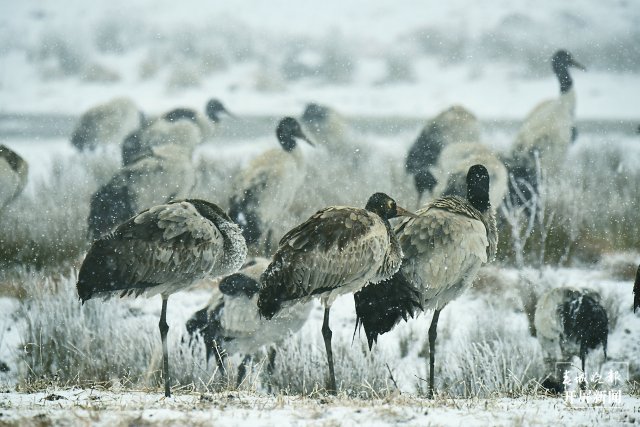 美出天际！昭通大山包保护区现雾凇景观，现场很震撼...