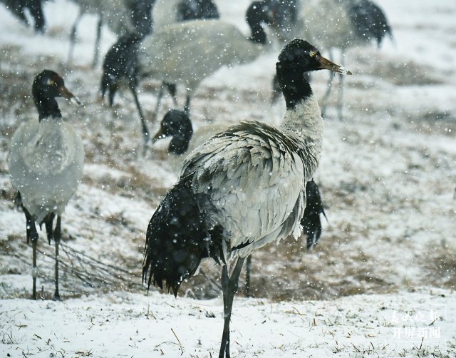 美出天际！昭通大山包保护区现雾凇景观，现场很震撼...