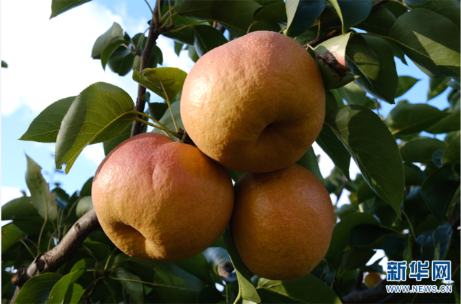 1310479286_16452592807101n