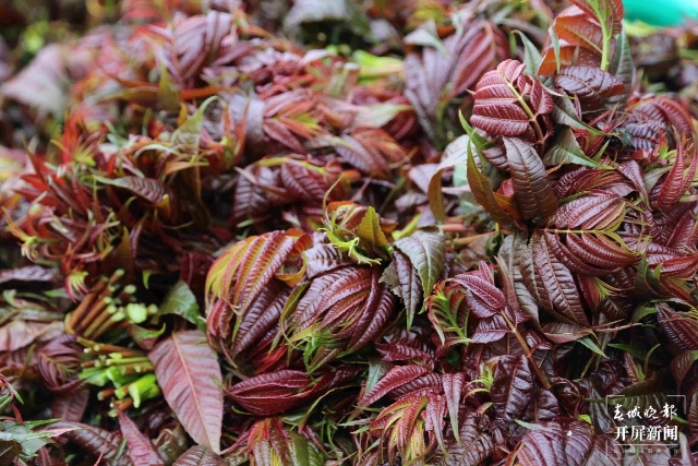 曲靖香椿(开屏记者蒋琼波及通讯员摄影报道)