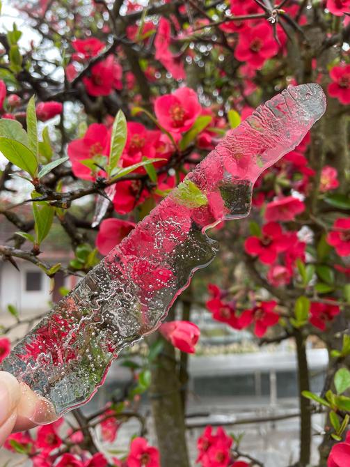 建水云龙山雾凇（卢维前 释华祥 摄 ）