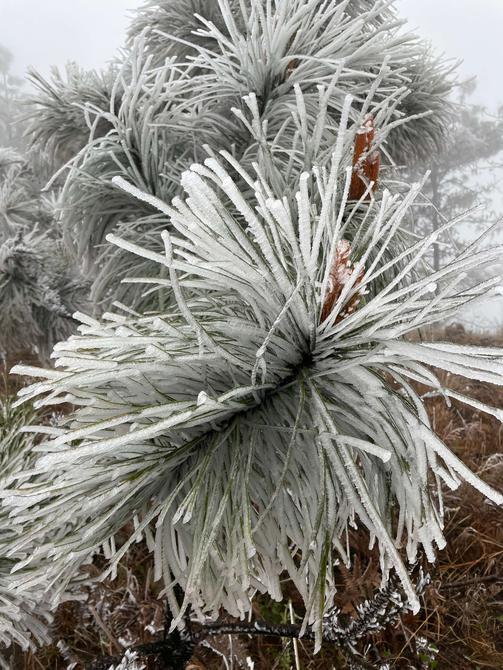 建水云龙山雾凇（卢维前 释华祥 摄 ）