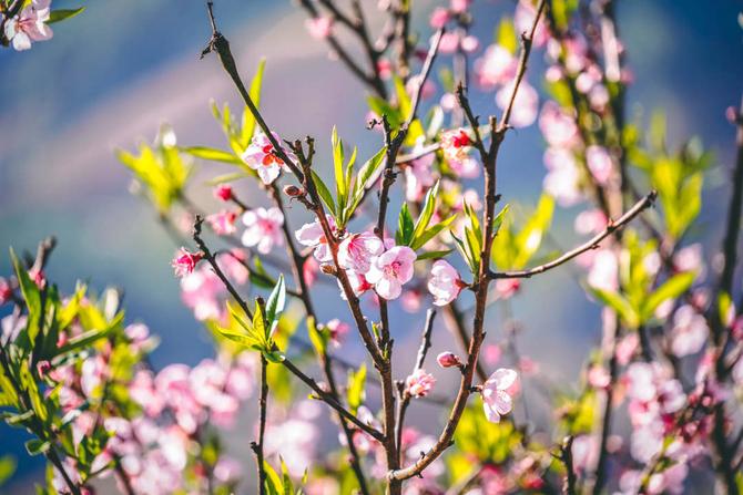 1645605434741545.jpg?x-oss-process=style/w10 梯田春耕忙 风景美如画。绿春县融媒体中心供图(75).jpg?x-oss-process=style/w10