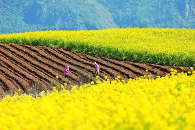垄上天地阔,乡间春意浓 垄上天地阔,乡间春意浓
