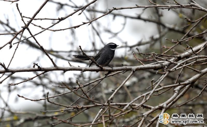 736dd78c-0110-4e99-a42d-5b7b56d13f33_batchwm