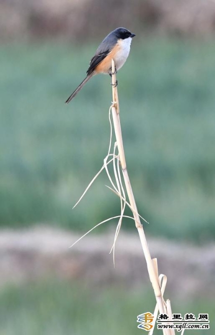 4ead373b-9776-4eec-bab4-7b92fecdc672_batchwm