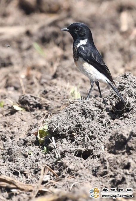 2bdca0bd-e701-431c-8fcb-8df04718b245_batchwm