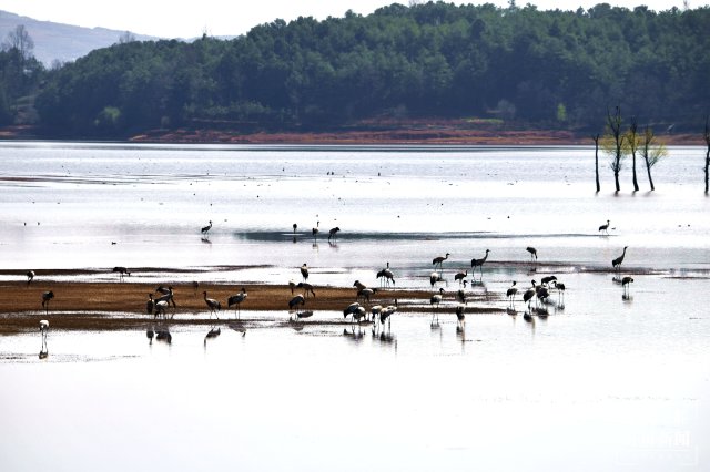 千余只黑颈鹤大部队飞离云南会泽！ 蒋琼波 通讯员 代玉春 杨凤兰 周朝祥 摄