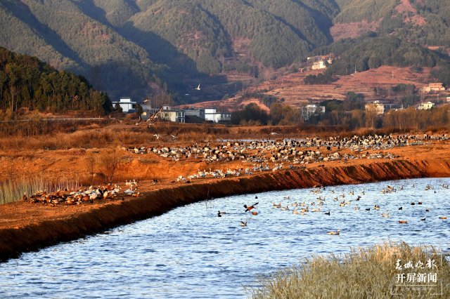 千余只黑颈鹤大部队飞离云南会泽！ 蒋琼波 通讯员 代玉春 杨凤兰 周朝祥 摄