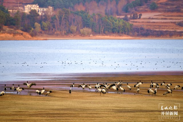 千余只黑颈鹤大部队飞离云南会泽！ 蒋琼波 通讯员 代玉春 杨凤兰 周朝祥 摄
