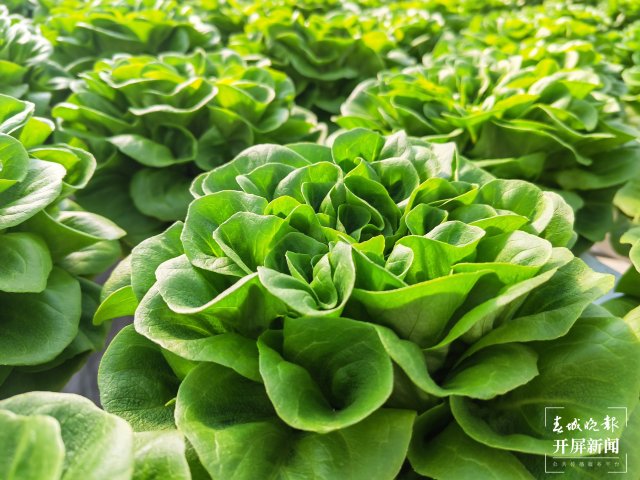 云南会泽万亩蔬菜花一样美 春城晚报-开屏新闻记者 蒋琼波 摄影报道