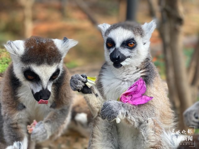 云南野生动物园的小动物吃上“春花宴”啦(开屏新闻记者 左学佳 周柯妤 王宇衡 摄)