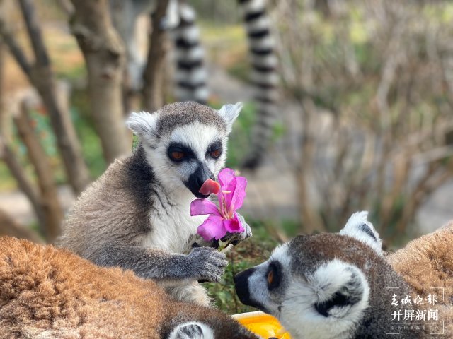 云南野生动物园的小动物吃上“春花宴”啦(开屏新闻记者 左学佳 周柯妤 王宇衡 摄)