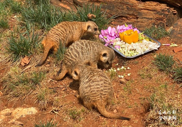 云南野生动物园的小动物吃上“春花宴”啦(开屏新闻记者 左学佳 周柯妤 王宇衡 摄)