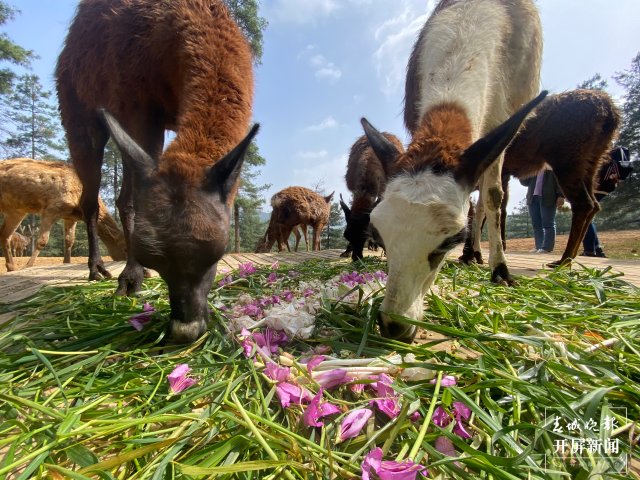 云南野生动物园的小动物吃上“春花宴”啦(开屏新闻记者 左学佳 周柯妤 王宇衡 摄)