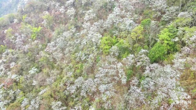 【赏春地图】保山施甸白露花（开屏新闻记者 崔敏 通讯员 杨林元 杨丽娟 瞿柯楠 摄）