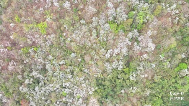 【赏春地图】保山施甸白露花（开屏新闻记者 崔敏 通讯员 杨林元 杨丽娟 瞿柯楠 摄）