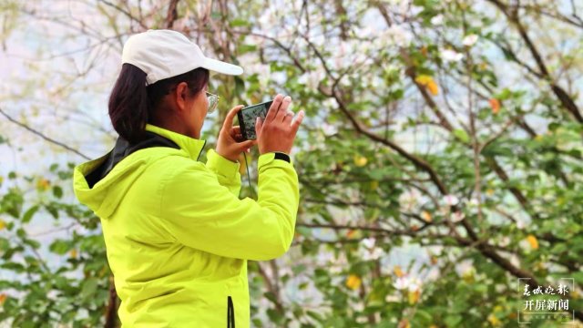 【赏春地图】保山施甸白露花（开屏新闻记者 崔敏 通讯员 杨林元 杨丽娟 瞿柯楠 摄）