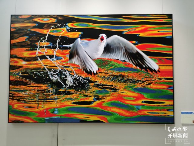 《从贝加尔湖飞来的精灵》摄影作品展在昆开展(开屏新闻记者 李赛 摄)