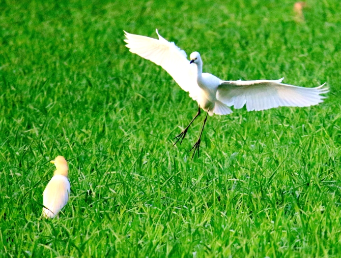大美中国 候鸟北归丨壮观！云南孟连1000余只白鹭进入繁殖期前往 央视<span class="color">新</span>闻