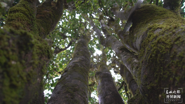 保山昌宁:古树茶芽吐新绿,缕缕茶香飘万里 春城晚报-开屏新闻记者 崔敏 通讯员 周应彪 普文鸿 王成林 摄影报道