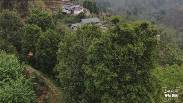 保山昌宁:古树茶芽吐新绿,缕缕茶香飘万里 春城晚报-开屏新闻记者 崔敏 通讯员 周应彪 普文鸿 王成林 摄影报道