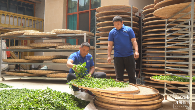 保山昌宁:古树茶芽吐新绿,缕缕茶香飘万里 春城晚报-开屏新闻记者 崔敏 通讯员 周应彪 普文鸿 王成林 摄影报道