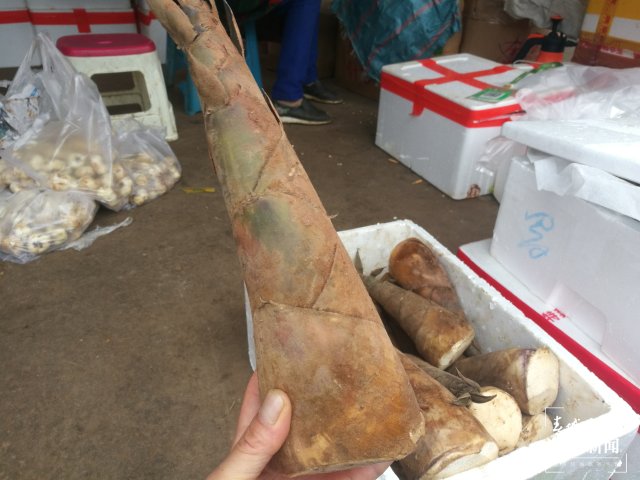 云南本地春笋新鲜上市（开屏新闻记者 夏体雷 摄）