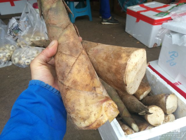 云南本地春笋新鲜上市（开屏新闻记者 夏体雷 摄）