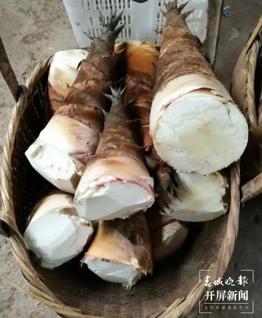 云南本地春笋新鲜上市（开屏新闻记者 夏体雷 摄）