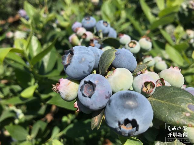果未成熟已销空！抚仙湖畔蓝莓集中成熟急需大量采果工人（来源 春城晚报-开屏新闻记者 李春丽摄影报道）