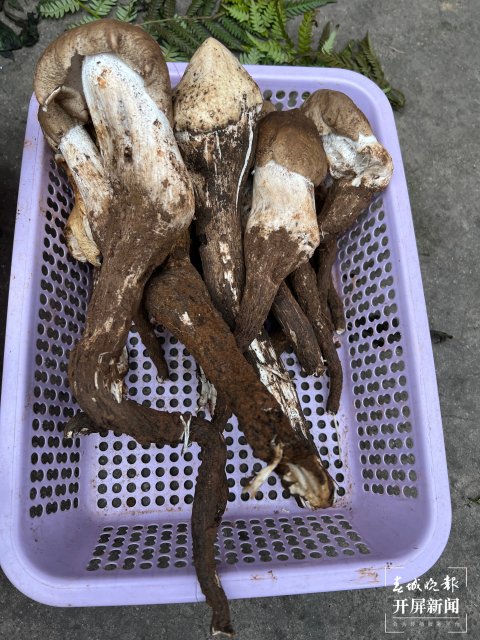 “五一”过后，野生菌渐多，云南木水花野生菌交易中心每天500公斤