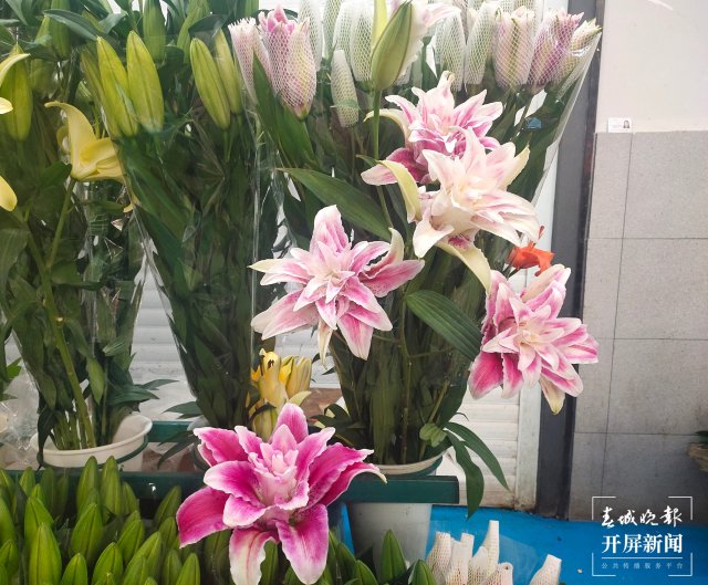 母亲节，昆明康乃馨（开屏新闻记者 孙江荭 摄）