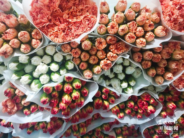 母亲节，昆明康乃馨（开屏新闻记者 孙江荭 摄）