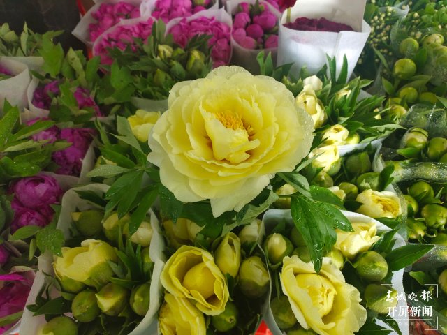 母亲节，昆明康乃馨（开屏新闻记者 孙江荭 摄）