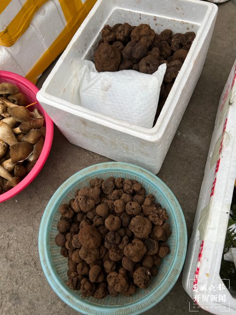 “五一”过后，野生菌渐多，云南木水花野生菌交易中心每天500公斤