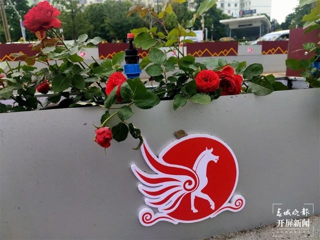 3万余盆时令花卉沿路绽放，官渡区国贸路又添隔离绿化景观 春城晚报-开屏新闻记者 罗宗伟 文 官渡区城市管理局供图