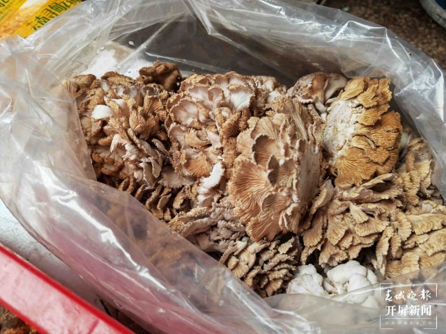气候冷热不均，曲靖“野生菌”量少价高 (13689122)-20220515200115.jpg