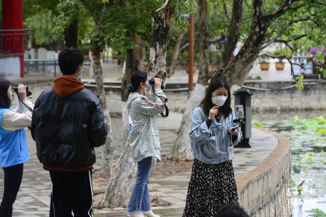 翠湖海菜花 龙宇丹 摄