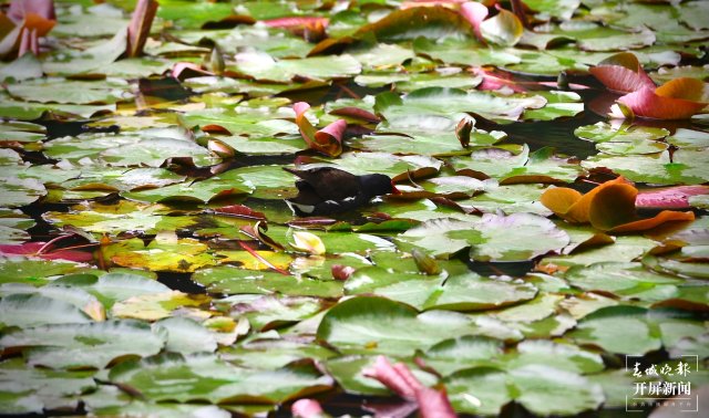 翠湖海菜花 龙宇丹 摄