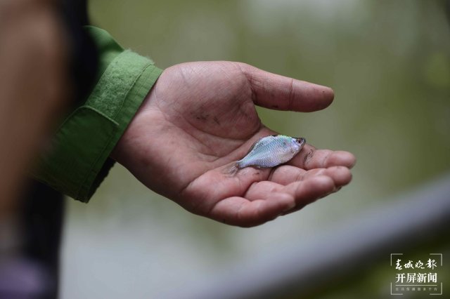 翠湖海菜花 龙宇丹 摄