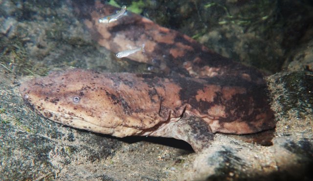 中科院昆明动物研究所科研人员发现纯种江西大鲵野生种群（供图）