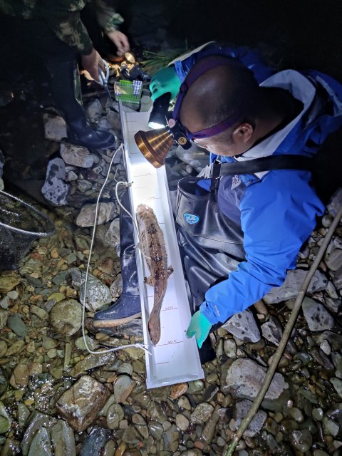 中科院昆明动物研究所科研人员发现纯种江西大鲵野生种群（供图）