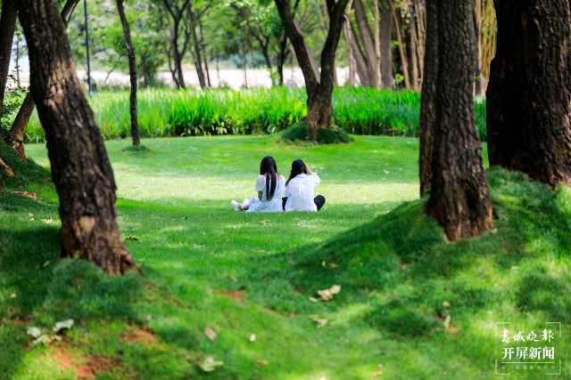 城市中心古树成林！262棵古树让曲靖这处公园成了当季最火打卡地