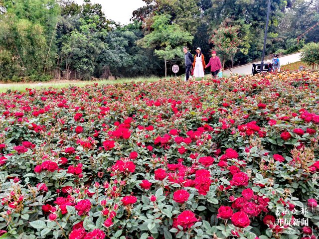 城市中心古树成林！262棵古树让曲靖这处公园成了当季最火打卡地