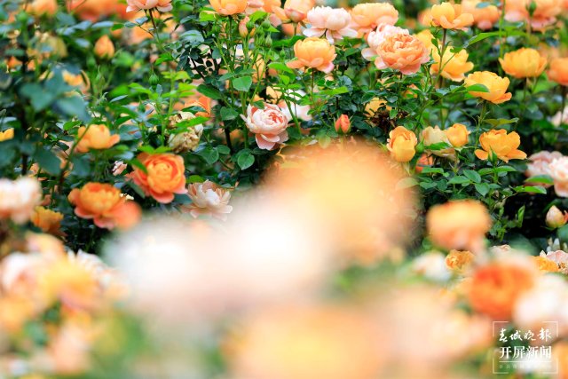 城市中心古树成林！262棵古树让曲靖这处公园成了当季最火打卡地